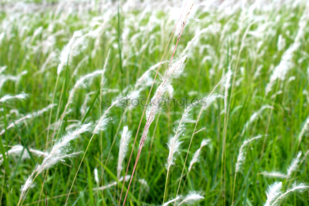 Similar – der Halm Gras grün Wiese