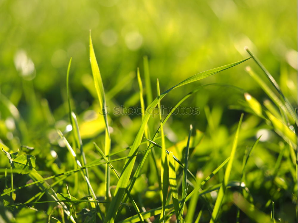 Similar – green grass in the morning with drops