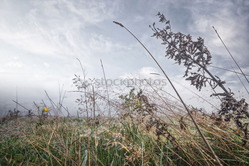 Similar – Image, Stock Photo Grasses in winter with sun