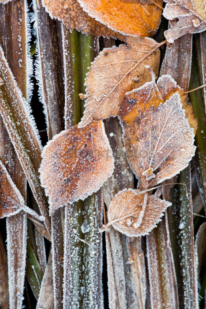 Similar – fall (frozen) leaves