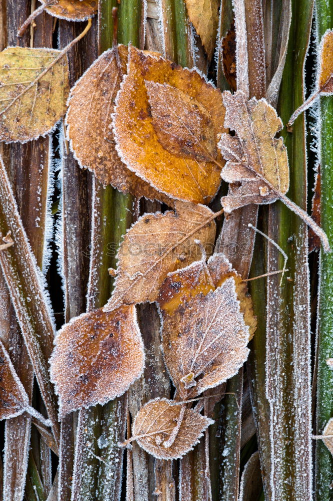 Similar – Image, Stock Photo ice jump Winter Ice Frost