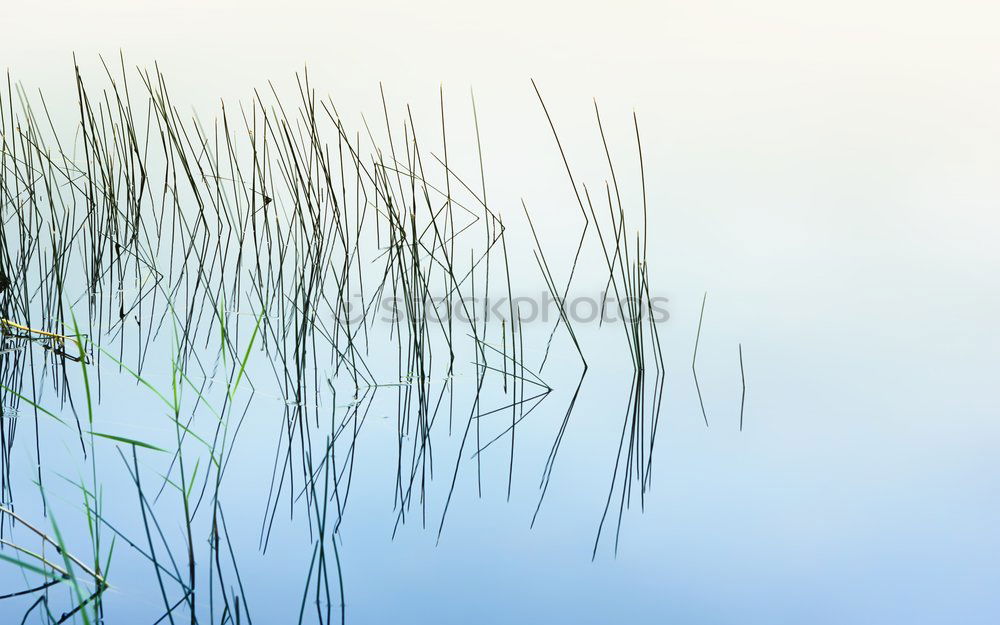 Similar – Image, Stock Photo fried egg Environment