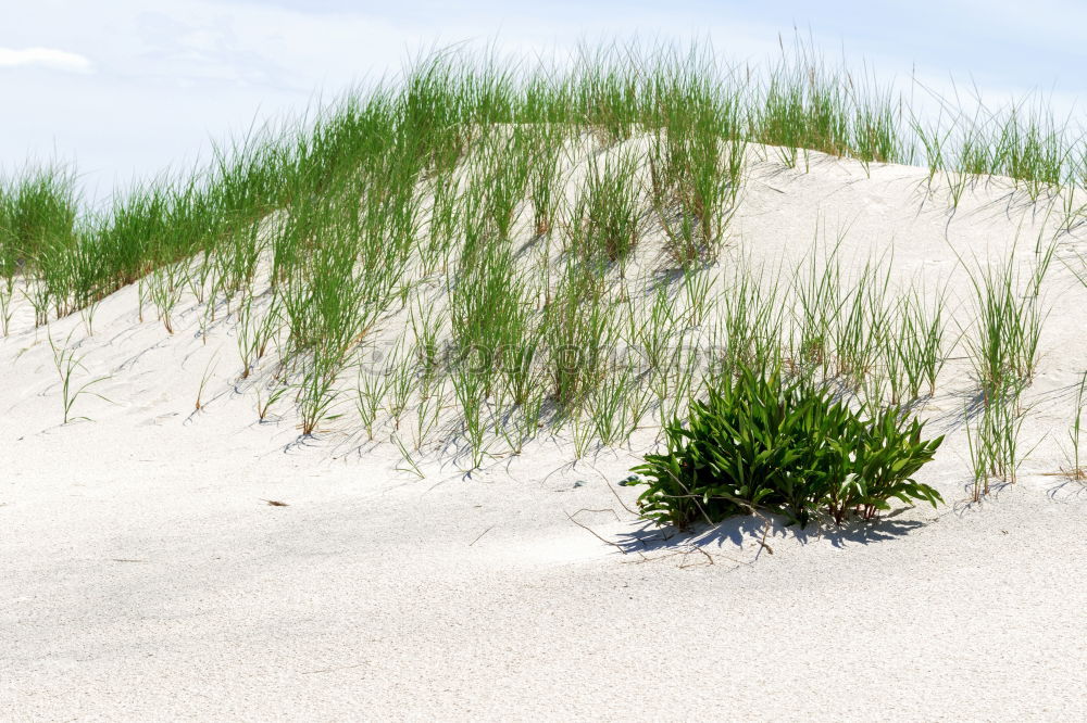 Similar – Image, Stock Photo dune grass