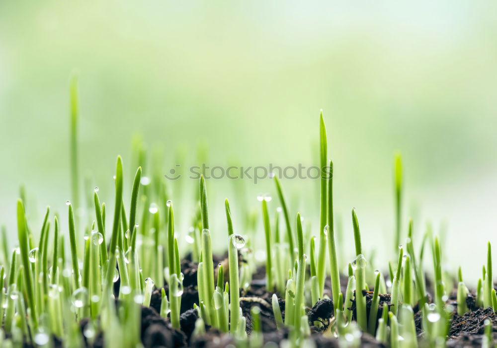 Similar – Image, Stock Photo Winter cereals