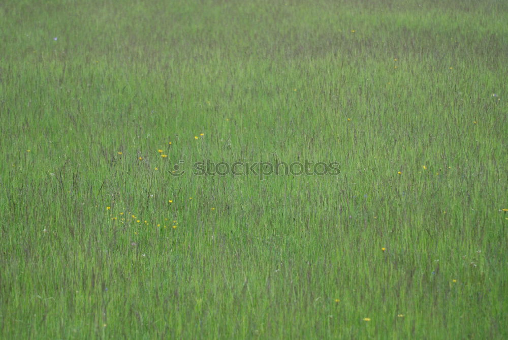 Similar – Image, Stock Photo Where was the pond???