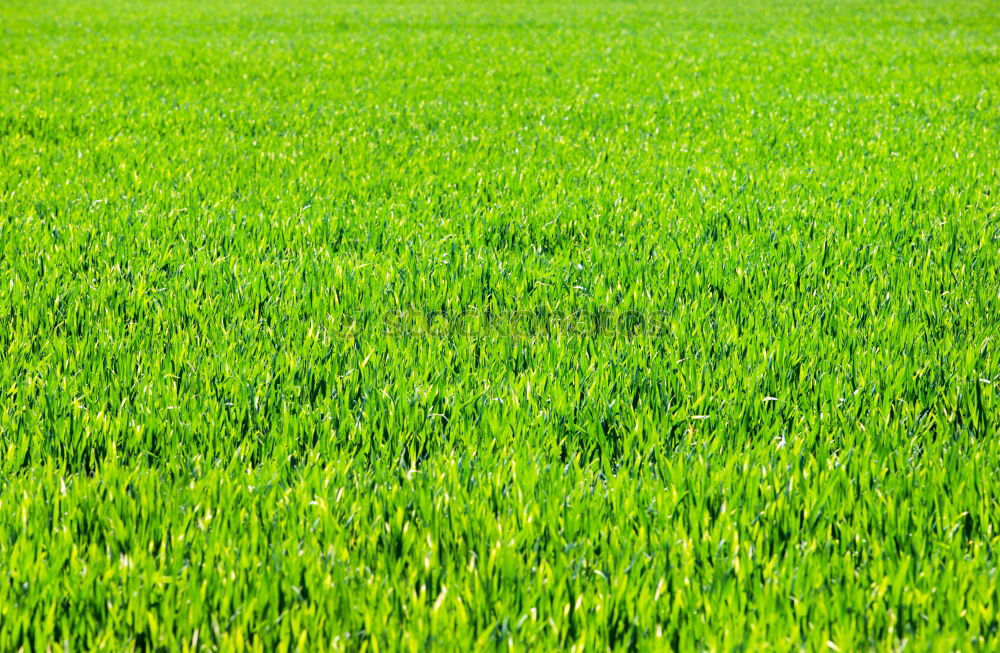 Similar – grünes Feld in der Landschaft