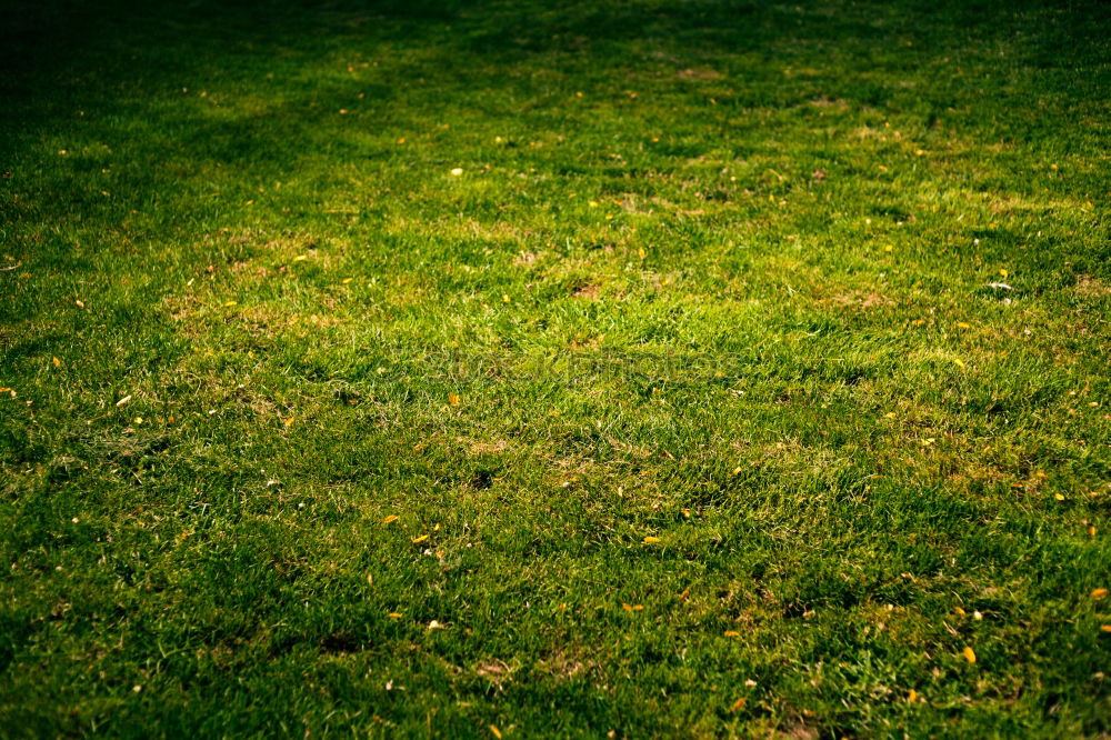 Similar – Image, Stock Photo Spiderman’s Shadow Meadow