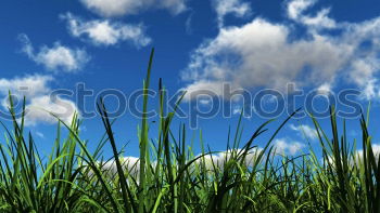 Similar – Gräser Gras Sommer grün