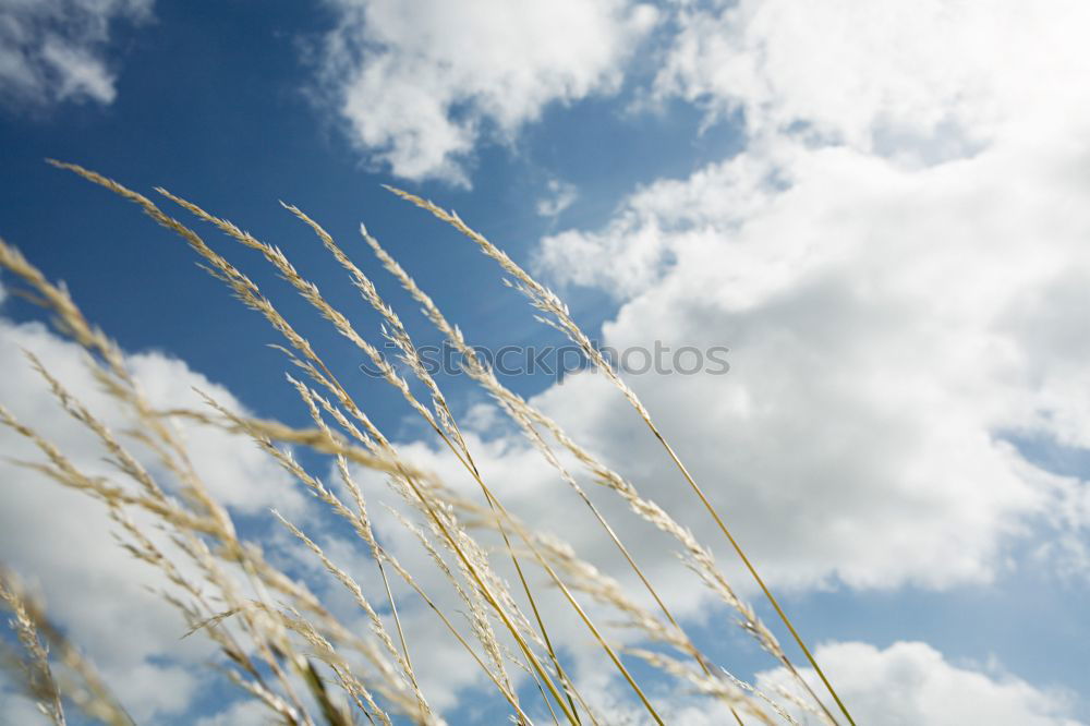 Similar – Image, Stock Photo summer classics Grass Sky