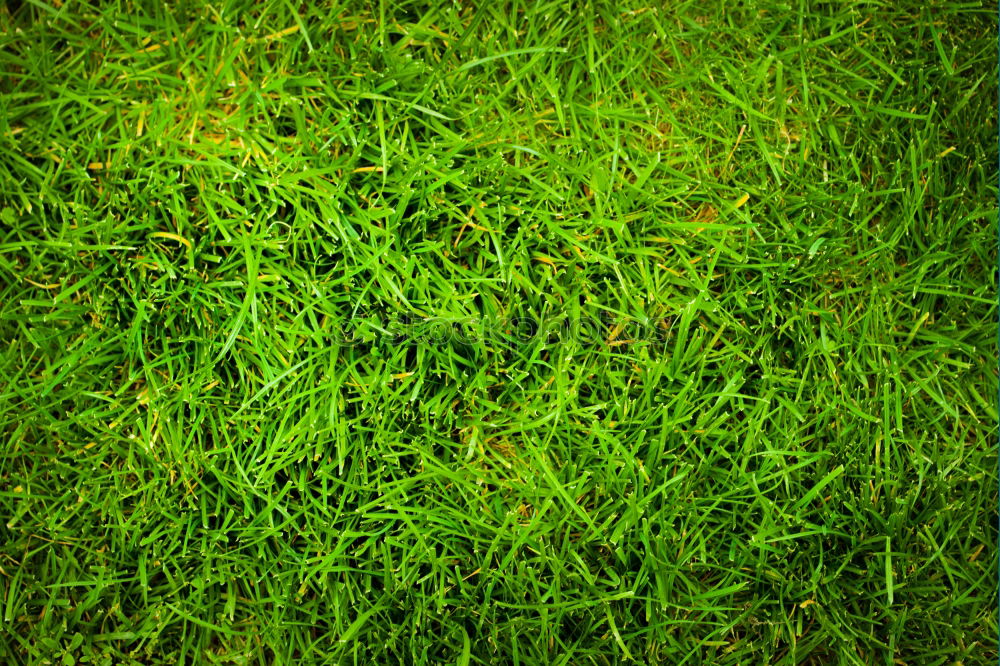 Similar – cuddly grass Garden Meadow