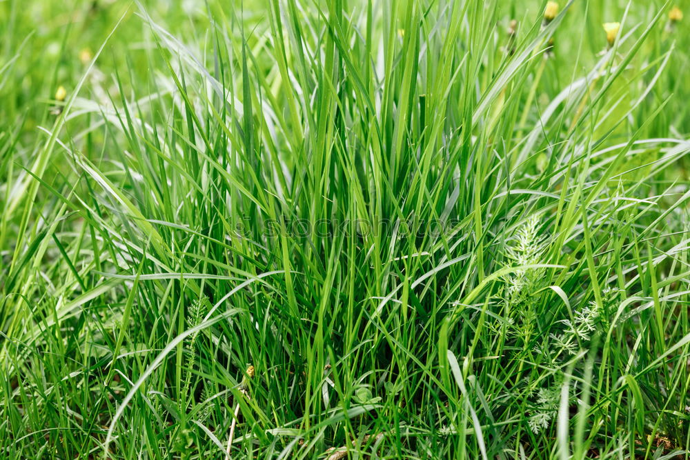 Similar – Foto Bild wiesencase Gras grün