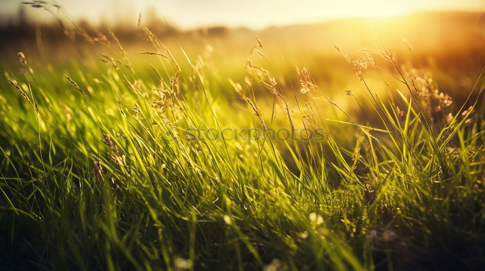 Beautiful green grass in the morning with dew water