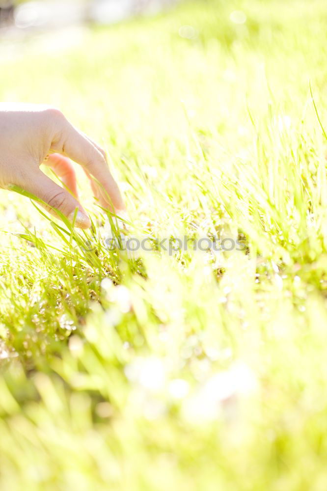 Similar – Image, Stock Photo in your hand Summer
