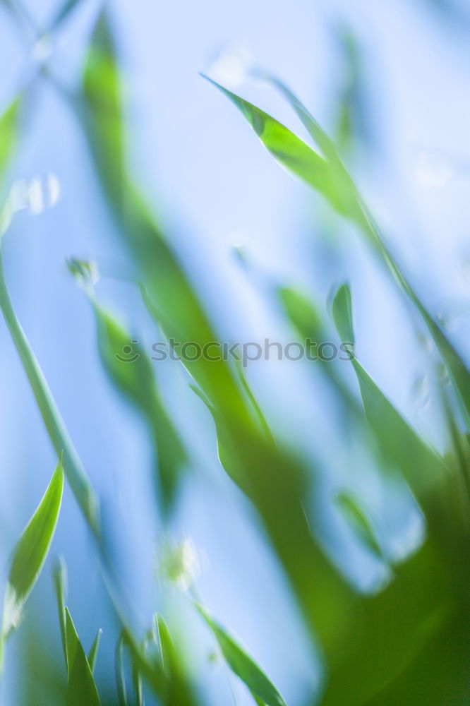 Similar – Image, Stock Photo -crawl-animal-view- Meadow