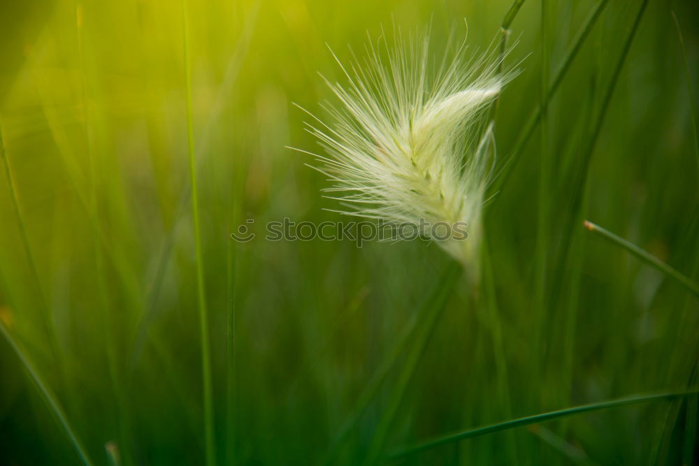 Similar – Foto Bild Wiese Umwelt Natur Pflanze