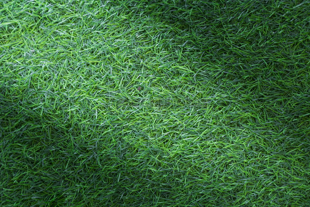 Image, Stock Photo tablecloth Summer Meadow