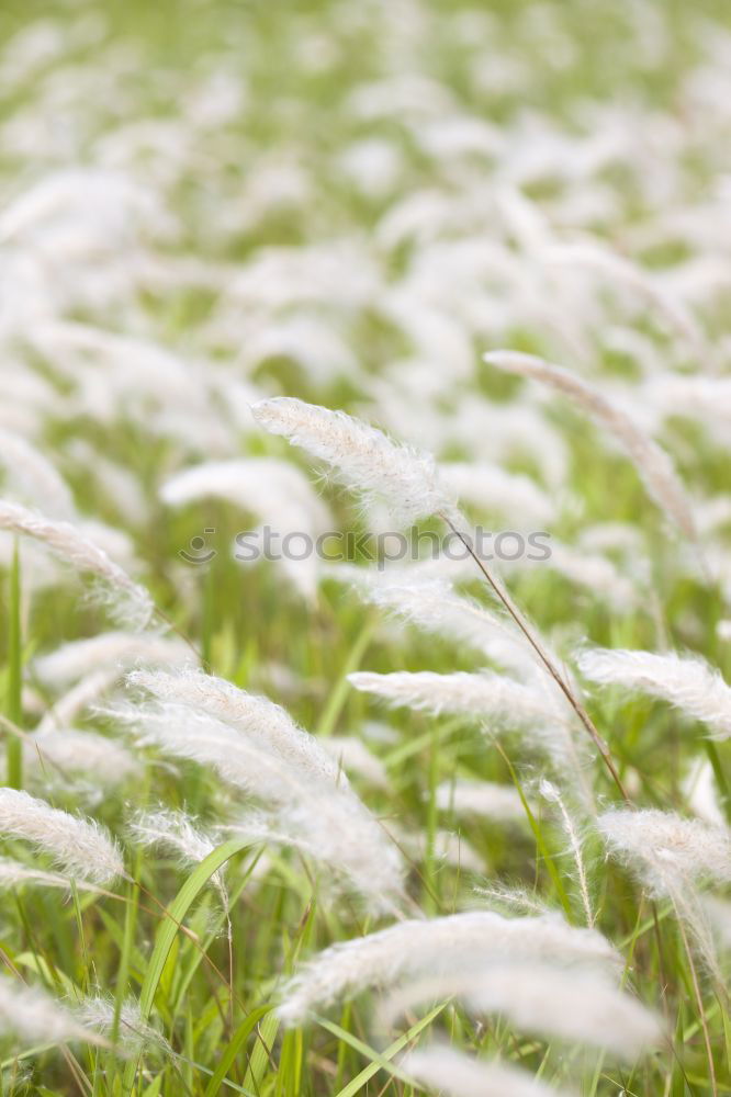 Similar – Image, Stock Photo Winter vs. Spring