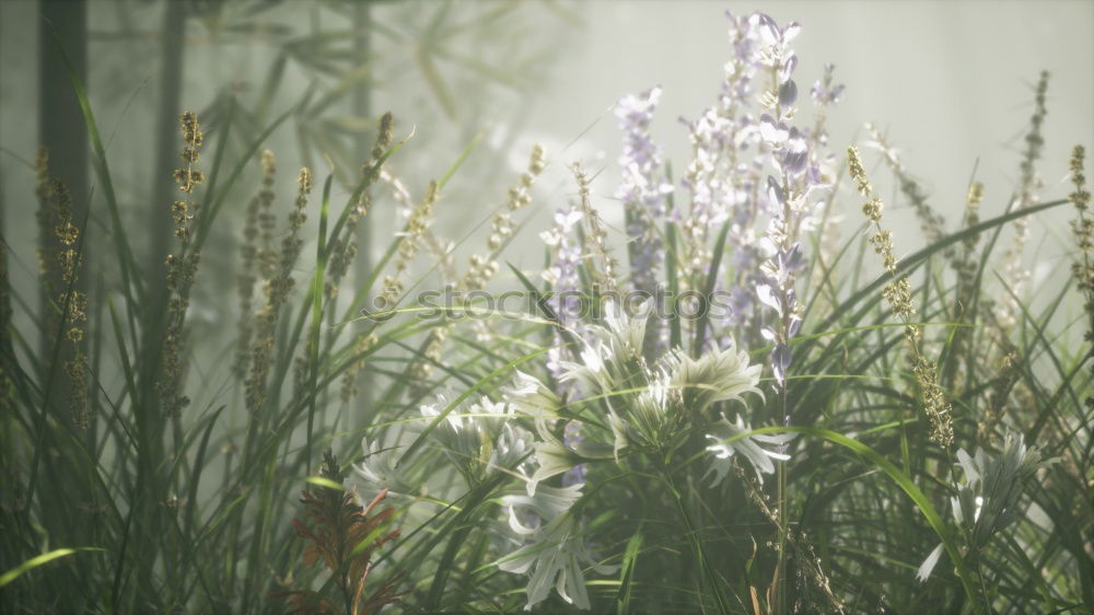 Similar – Image, Stock Photo flower diversity