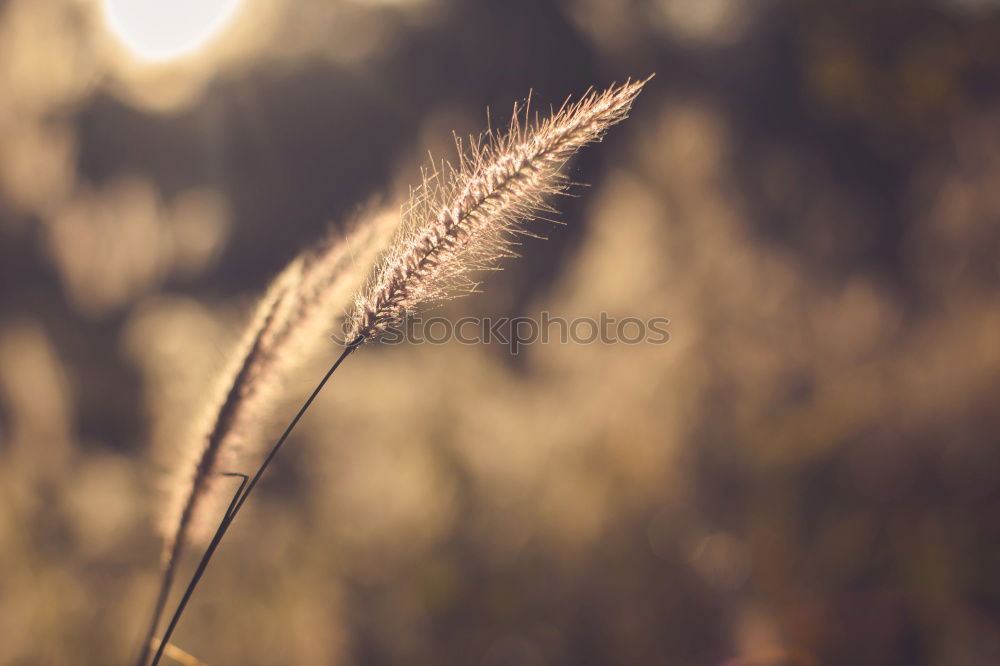 Similar – Just in the wind Gras Feld