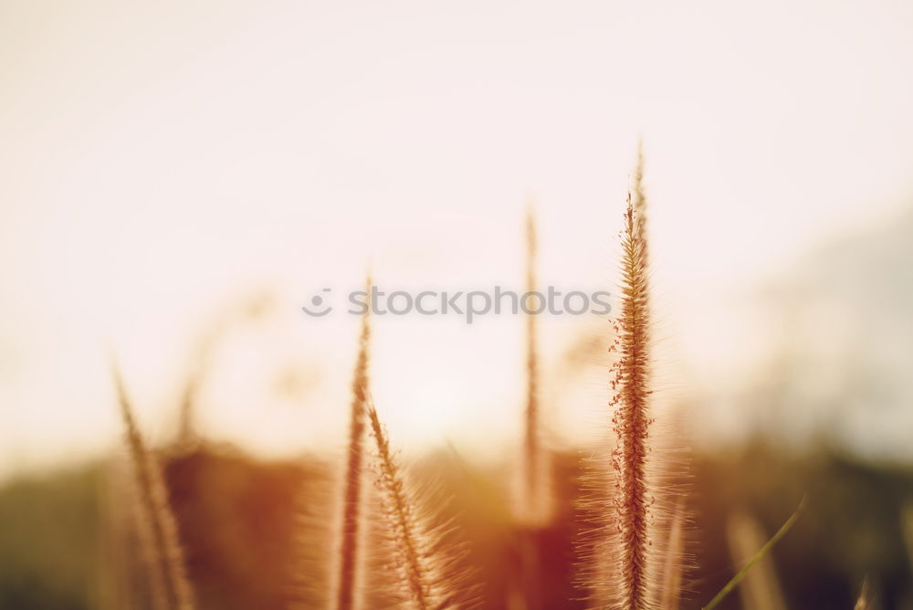 Just in the wind Gras Feld