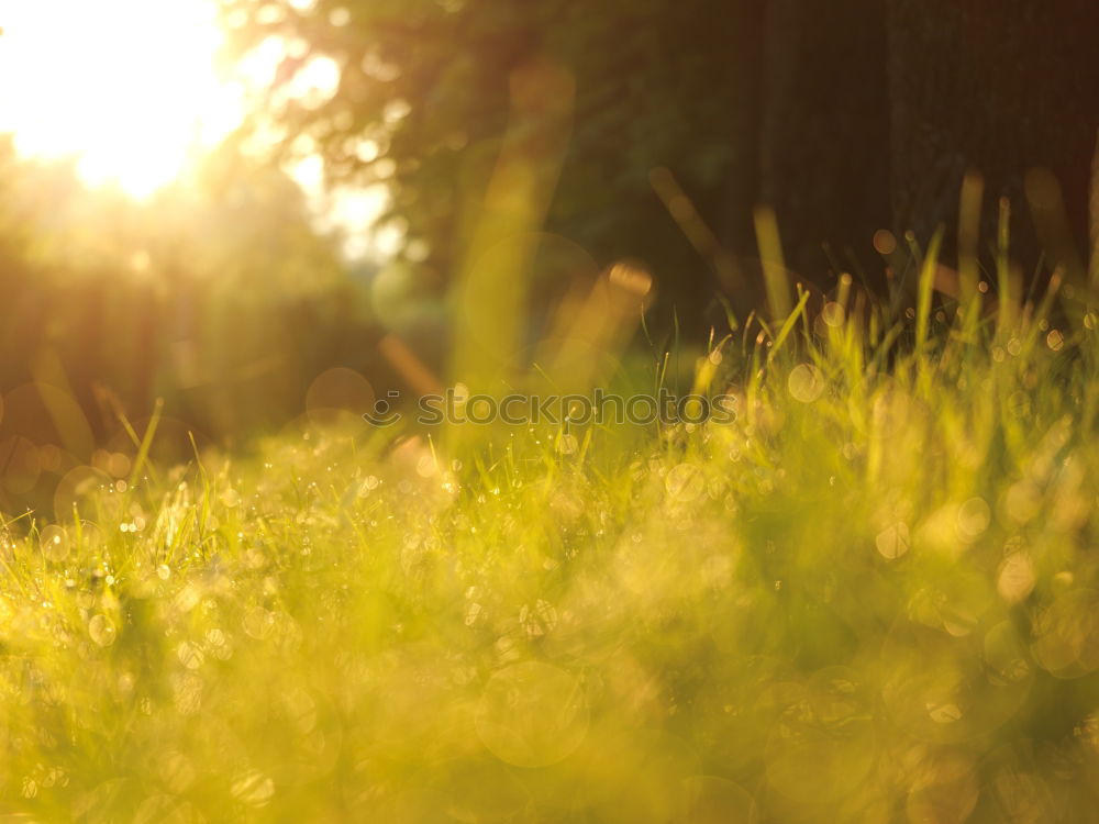 Similar – Image, Stock Photo PINk Meadow Grass