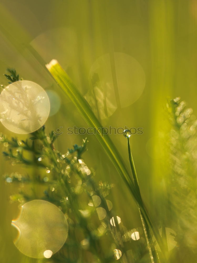 Similar – Ladybug Nature Plant