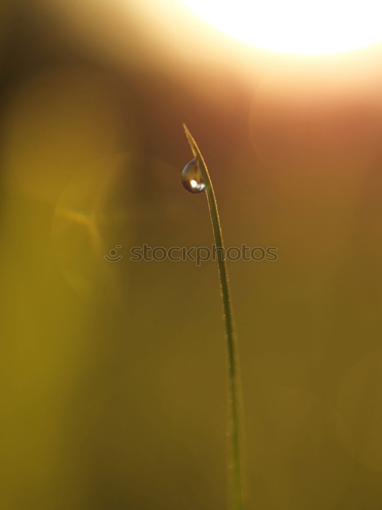 Similar – brown stuff Nature Plant