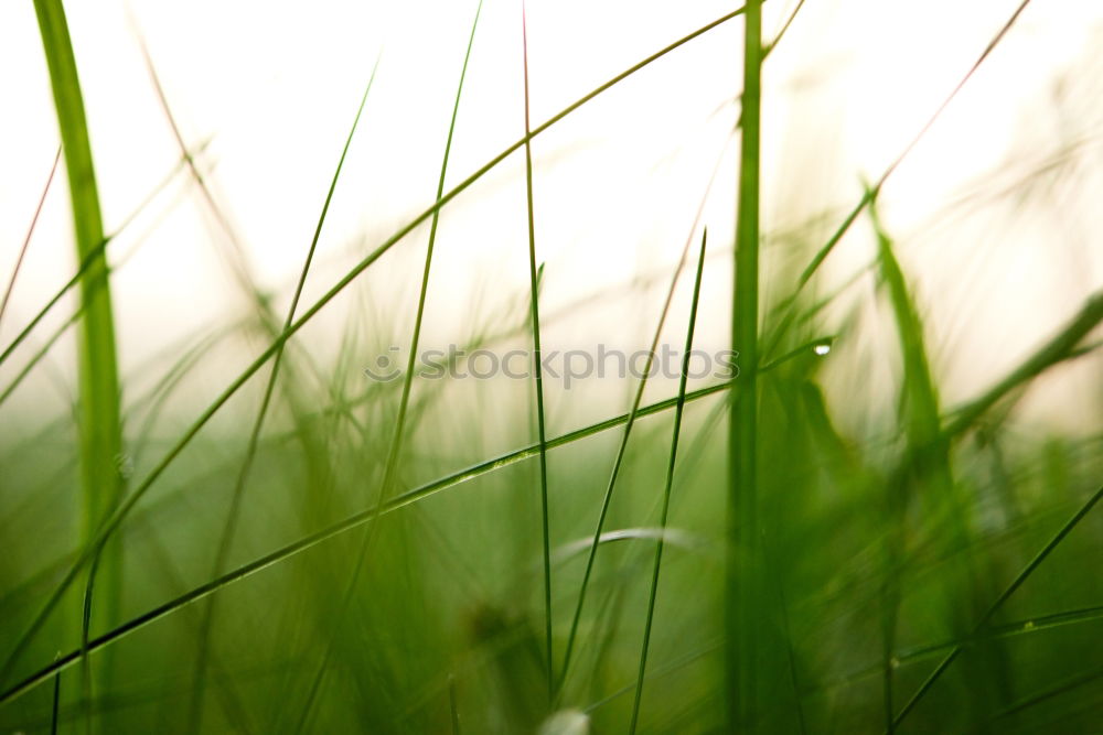 Similar – Image, Stock Photo Snowdrops under him.