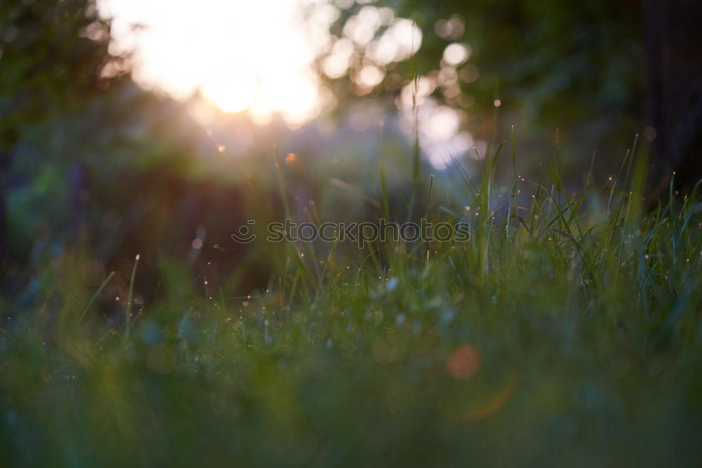 Similar – Image, Stock Photo Against the light of the evening sun