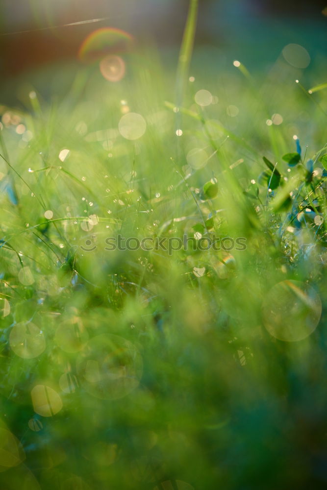 Similar – Image, Stock Photo Fern on moss carpet