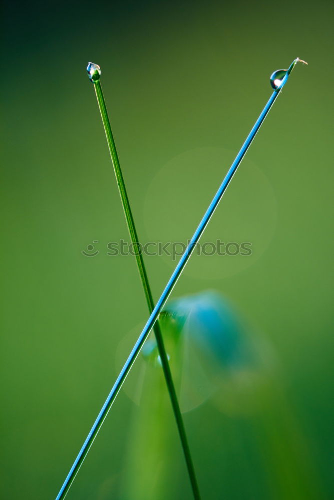 Similar – round thing Nature Plant