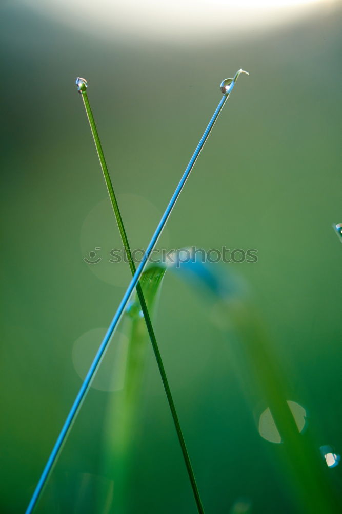 Similar – zu2t Blume Blüte grün