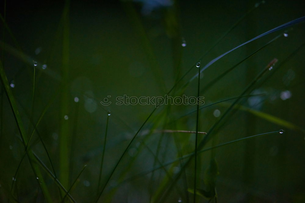 Similar – Tautropfen Gras nass