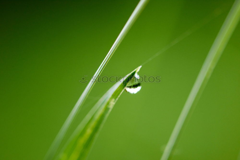 Similar – Image, Stock Photo drop on the green leaf