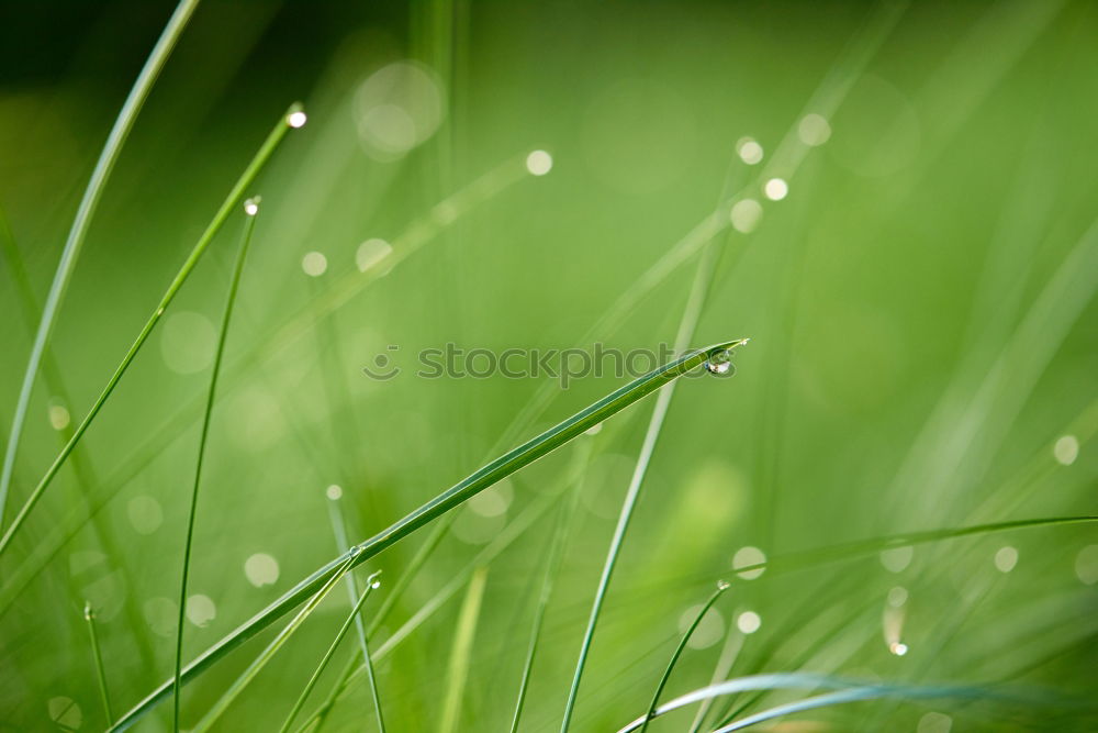 Similar – drops on the green leaves