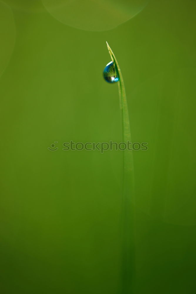 Similar – 2 limes having fun hanging around