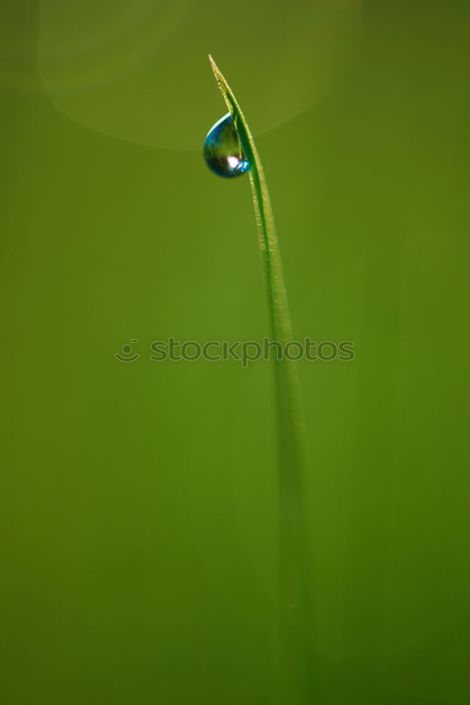 Similar – Image, Stock Photo little trees Plant Leaf