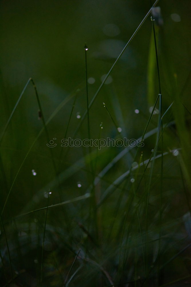 Similar – Image, Stock Photo foliage Leaf Meadow Grass