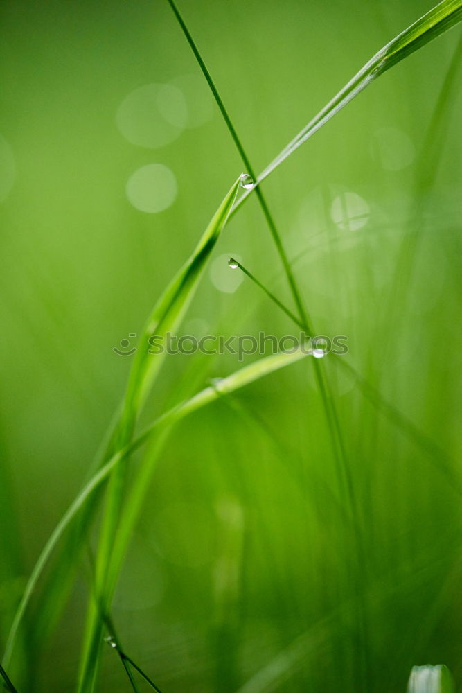 Similar – Waldkraut Umwelt Natur