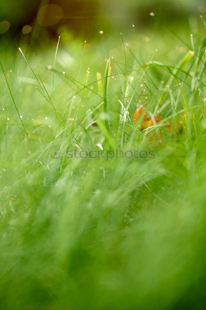 Similar – Image, Stock Photo uncombed Meadow Green