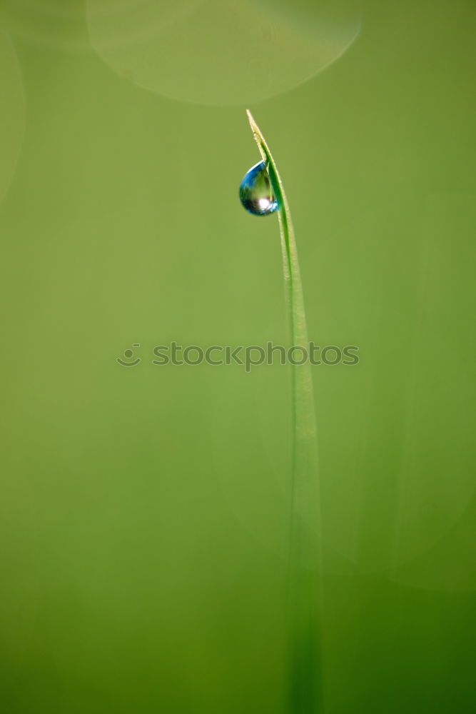 Similar – Image, Stock Photo little trees Plant Leaf