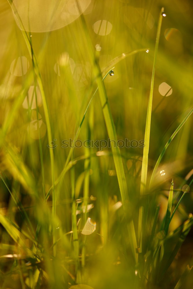Similar – Image, Stock Photo summer dream Poppy