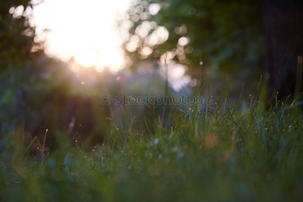 Similar – Image, Stock Photo Against the light of the evening sun