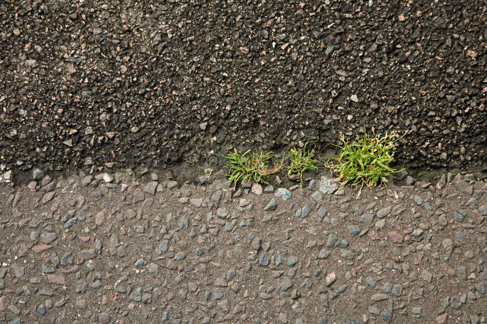 Image, Stock Photo moss cross Moss Grass