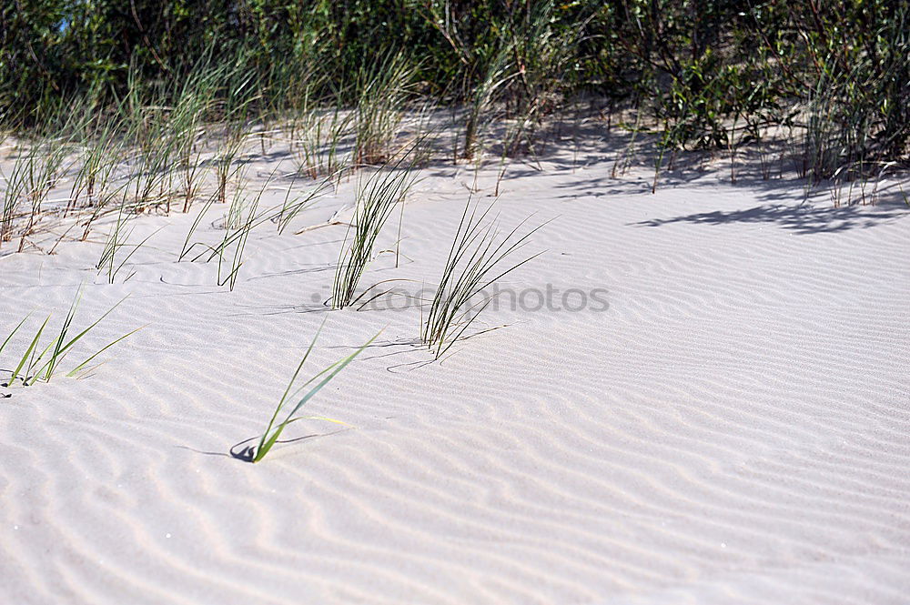 Similar – beach grass Environment