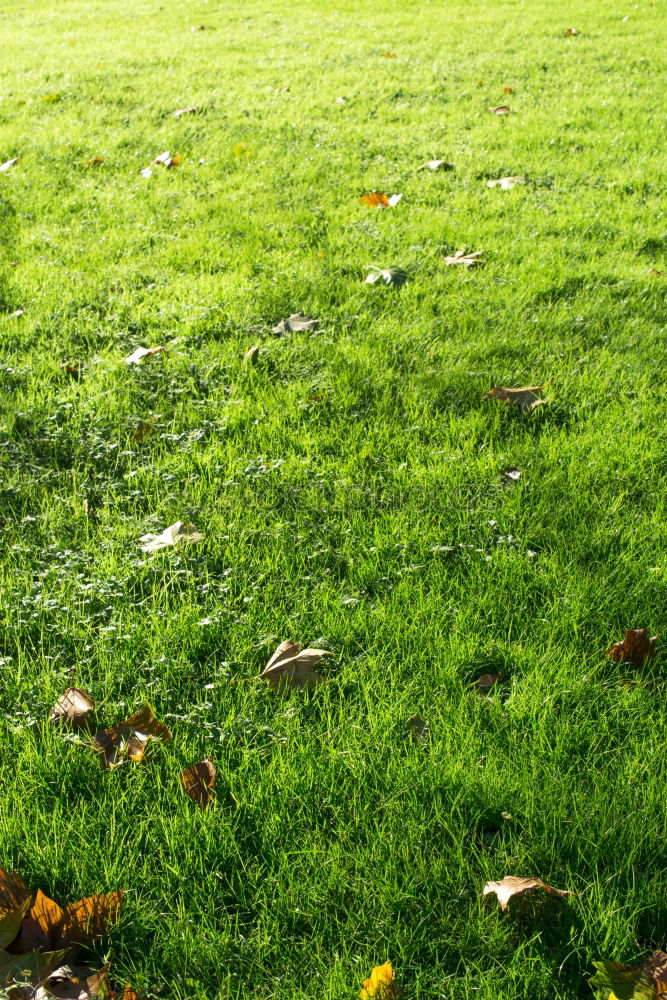 Similar – Image, Stock Photo Not playable! Meadow