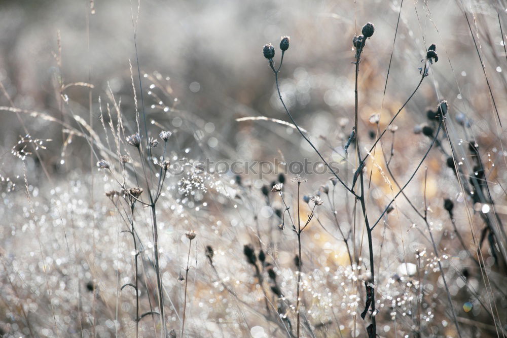 Similar – Flowers on the mountain pasture