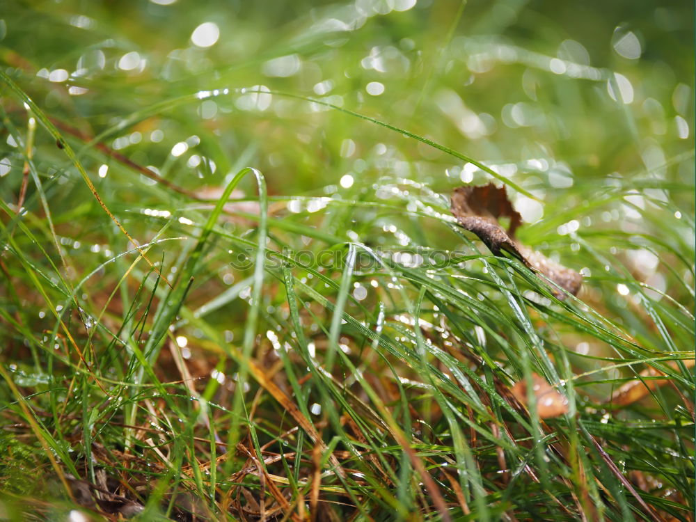 Similar – Foto Bild Herbstlaub Blatt grün