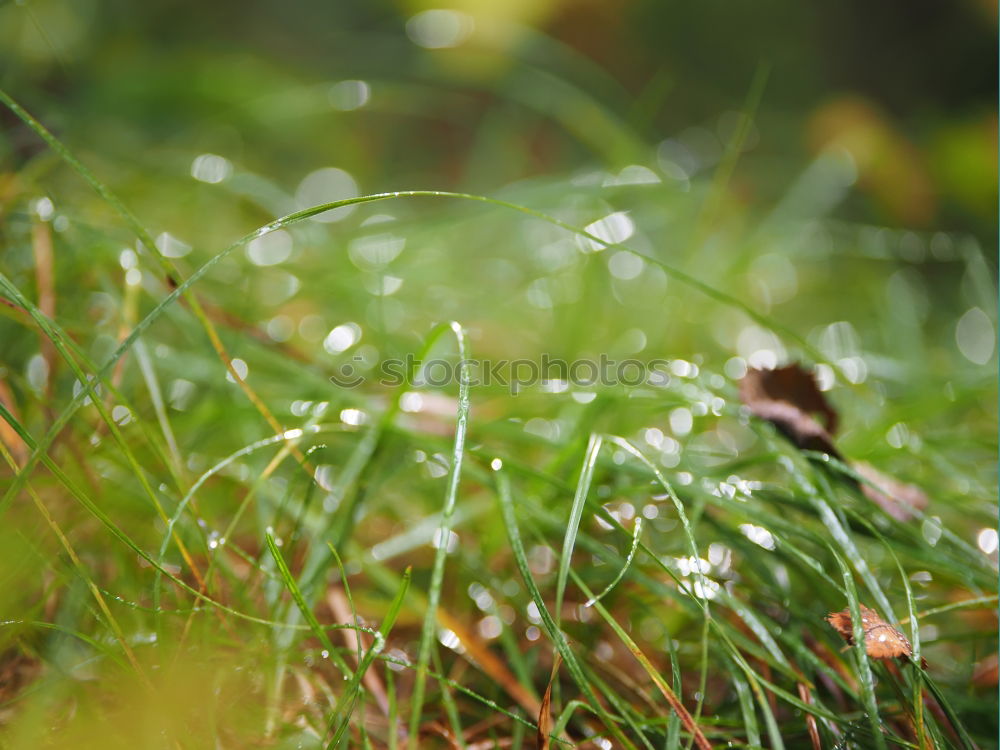 Similar – Image, Stock Photo foliage Leaf Meadow Grass