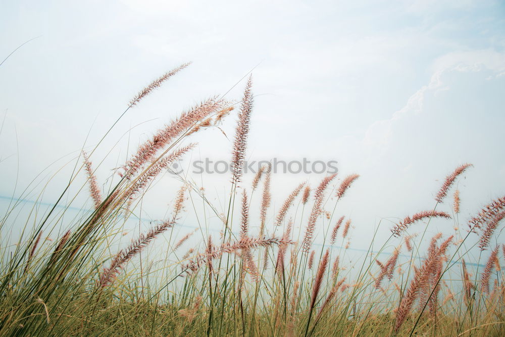 Similar – grain °2 Field Summer